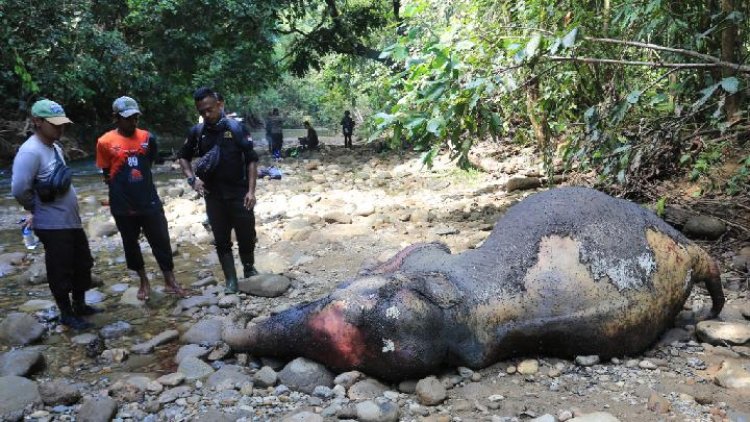 Gajah liar yang mati di Sungai Mas bukan karena kekerasan