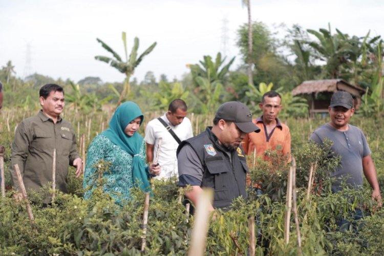 Cegah Inflasi, Petani Cabai Kec.Kuta Cot Glie Konsisten & Berkomitmen Budidaya Cabai