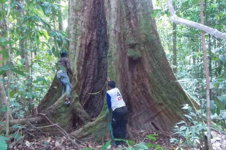 Pemkab Aceh Selatan susun rencana tata kelola Tahura di Kec.Trumon